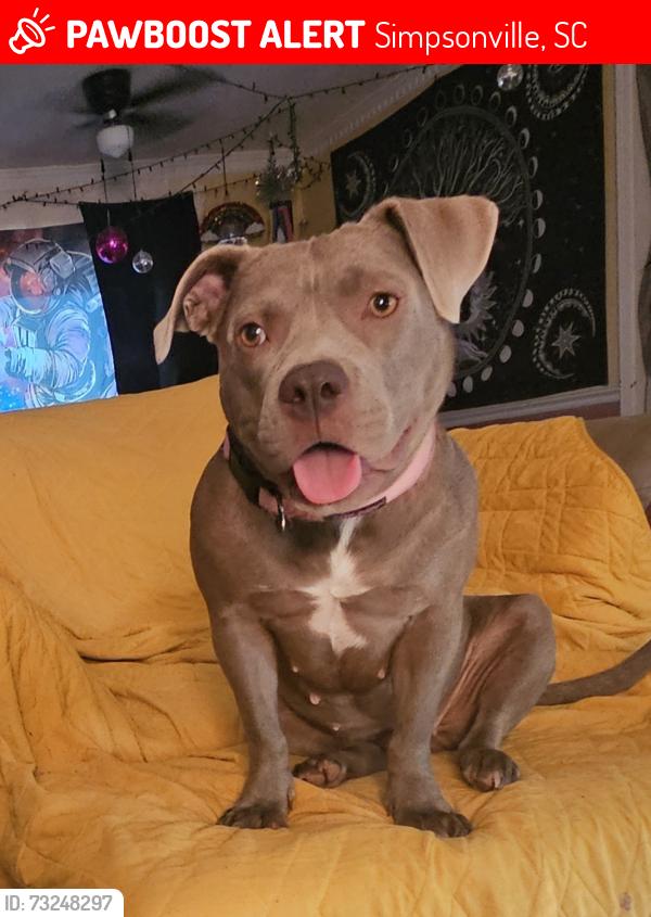 Lost Female Dog last seen Holland Rd, Simpsonville, SC 29681