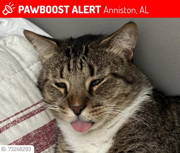Lost Male Cat last seen Lillian Lane, Anniston, AL 36207
