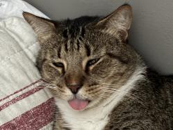 Lost Male Cat last seen Lillian Lane, Anniston, AL 36207