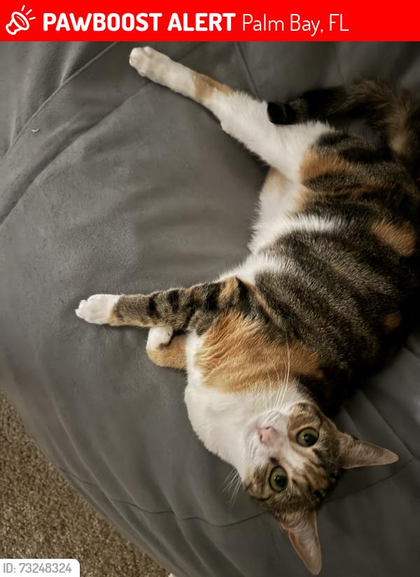 Lost Female Cat last seen Jupiter, Palm Bay, FL 32907