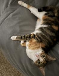 Lost Female Cat last seen Jupiter, Palm Bay, FL 32907