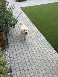 Reunited Male Dog last seen Clarendon and Ponce, Los Angeles, CA 91367