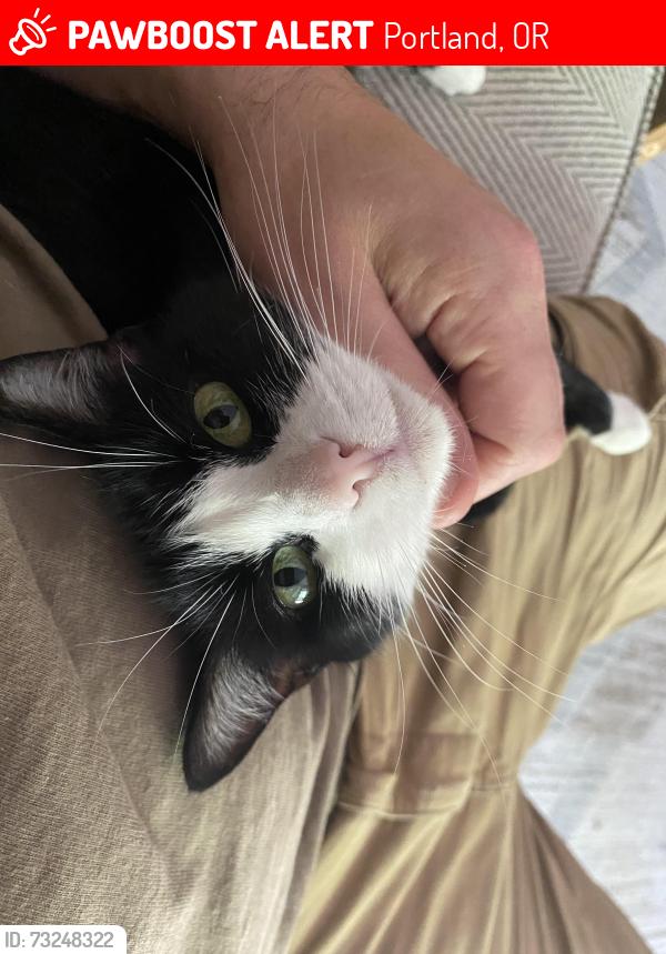 Lost Female Cat last seen Sw Grover sw 12th, Portland, OR 97239