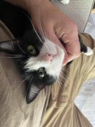 Lost Female Cat last seen Sw Grover sw 12th, Portland, OR 97239
