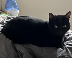 Lost Female Cat last seen Baron Ave and Alsace Way, Lafayette, CO 80026