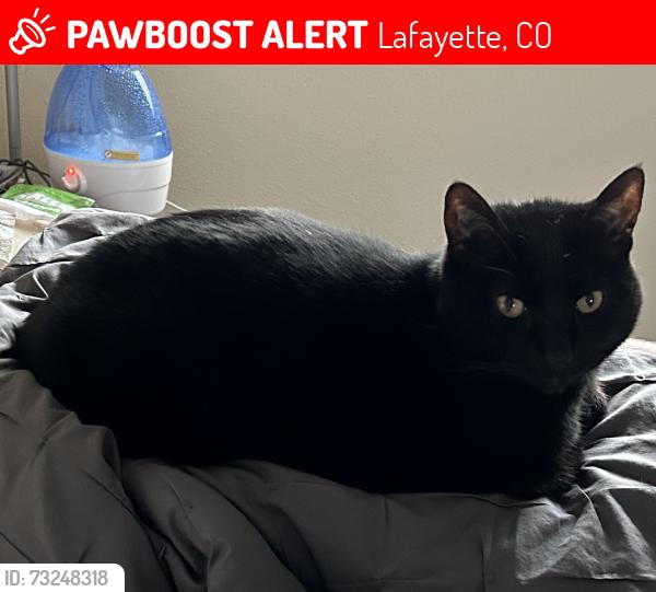 Lost Female Cat last seen Baron Ave and Alsace Way, Lafayette, CO 80026