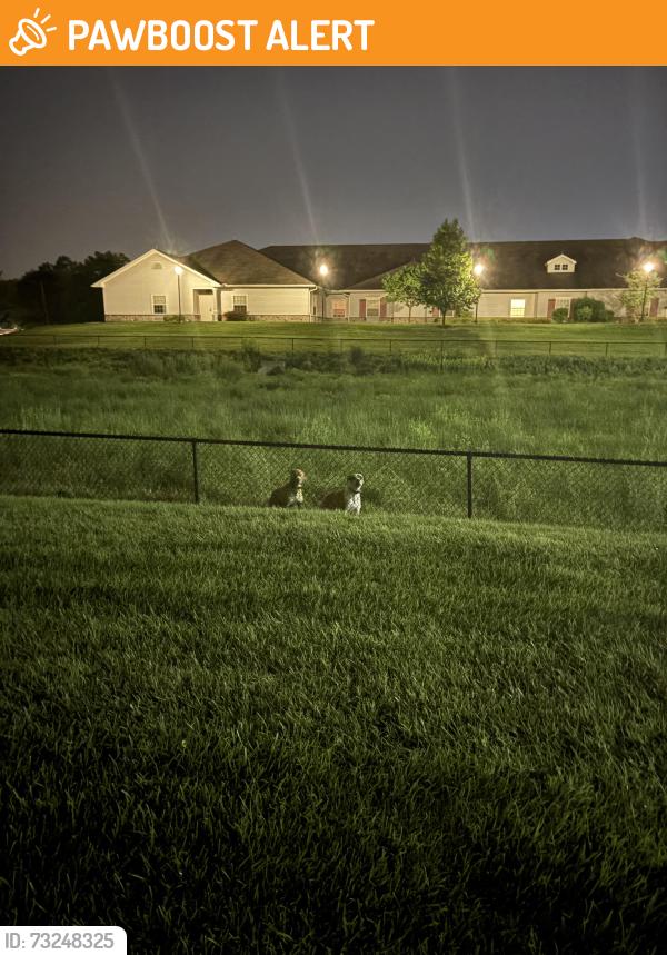 Found/Stray Unknown Dog last seen Behind Legend of Lancaster, Manor Township, PA 17603