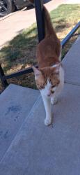 Found/Stray Male Cat last seen Yeomans and Judge Ely near Mister Carwash, Abilene, TX 79602