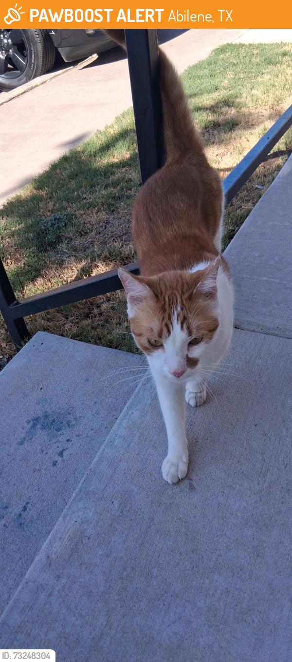 Found/Stray Male Cat last seen Yeomans and Judge Ely near Mister Carwash, Abilene, TX 79602