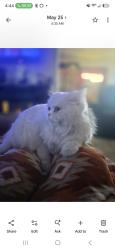 Lost Female Cat last seen 10th and Perry, Denver, CO 80204