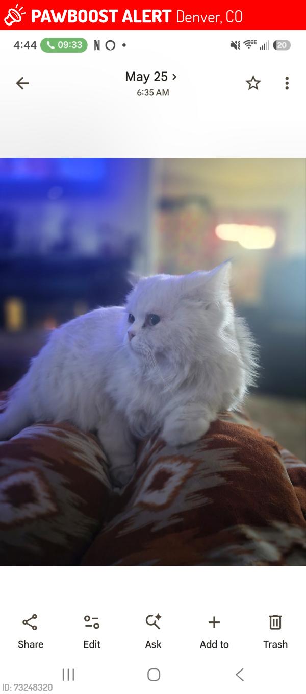 Lost Female Cat last seen 10th and Perry, Denver, CO 80204