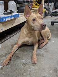 Found/Stray Female Dog last seen Woodland & Pembroke, Hampton, VA 23663
