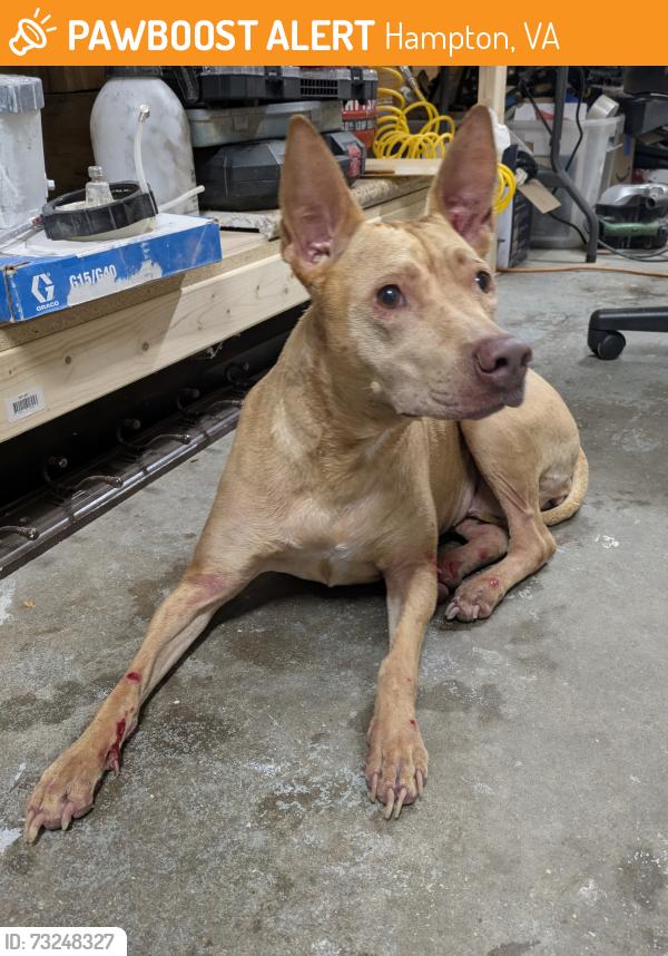 Found/Stray Female Dog last seen Woodland & Pembroke, Hampton, VA 23663