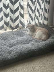 Lost Female Cat last seen Wilbur May, Reno, NV 89521