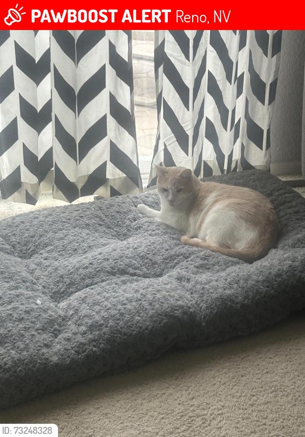 Lost Female Cat last seen Wilbur May, Reno, NV 89521
