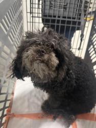 Reunited Female Dog last seen Winco foods, Pomona, CA 91766