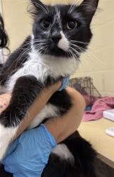 Shelter Stray Female Cat last seen E COMMERCE WAY & PROSPER RD, 2127 Front St, Sacramento, CA 95818, USA