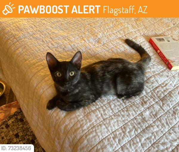 Found/Stray Unknown Cat last seen Woodlands woodcrest apts, Flagstaff, AZ 86001