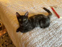 Found/Stray Unknown Cat last seen Woodlands woodcrest apts, Flagstaff, AZ 86001