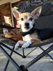 Reunited Male Dog last seen Garden Manor Dr, Houston, TX 77084, USA, Houston, TX 77084