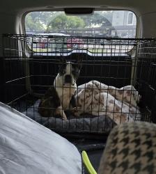 Reunited Female Dog last seen Antoine & Long Creek, Houston, TX 77088