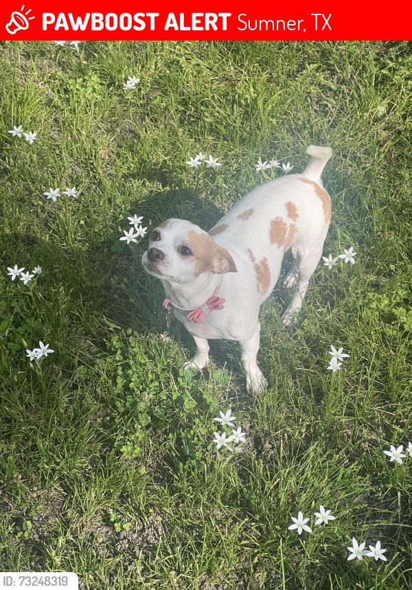 Lost Female Dog last seen We live close to all the trailer companies outside of Paris, in Brookston., Sumner, TX 75486
