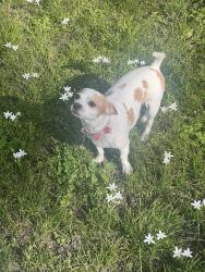 Lost Female Dog last seen We live close to all the trailer companies outside of Paris, in Brookston., Sumner, TX 75486