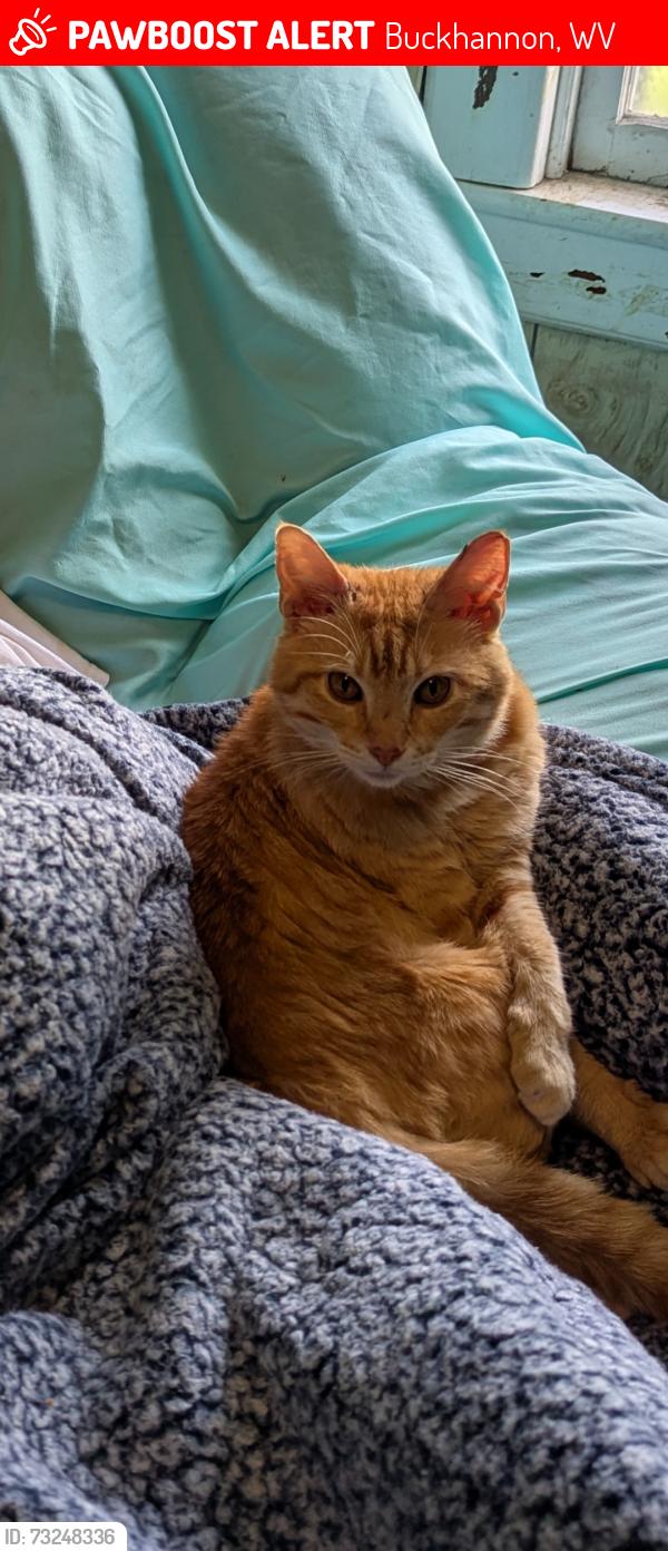 Lost Male Cat last seen Sedgwick main st, Buckhannon, WV 26201