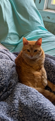 Lost Male Cat last seen Sedgwick main st, Buckhannon, WV 26201