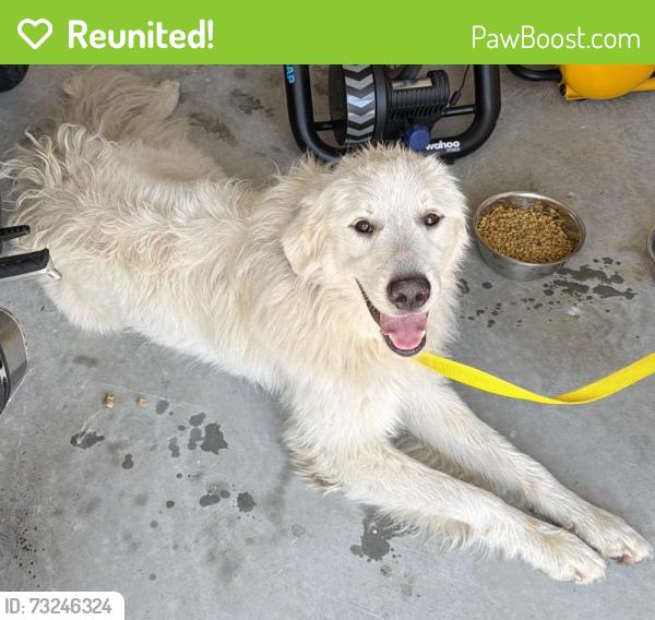 Reunited Male Dog last seen East Lakewood Ave with S Roxboro St, Durham, NC 27722