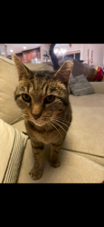 Lost Male Cat last seen 161st and Union, just East of 161st and US 31 in Westfield, Westfield, IN 46074