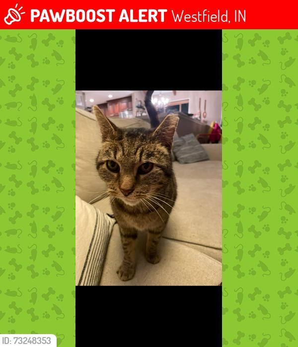 Lost Male Cat last seen 161st and Union, just East of 161st and US 31 in Westfield, Westfield, IN 46074
