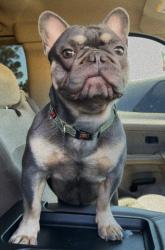 Lost Male Dog last seen Chester and tenth st, Bakersfield, CA 93304