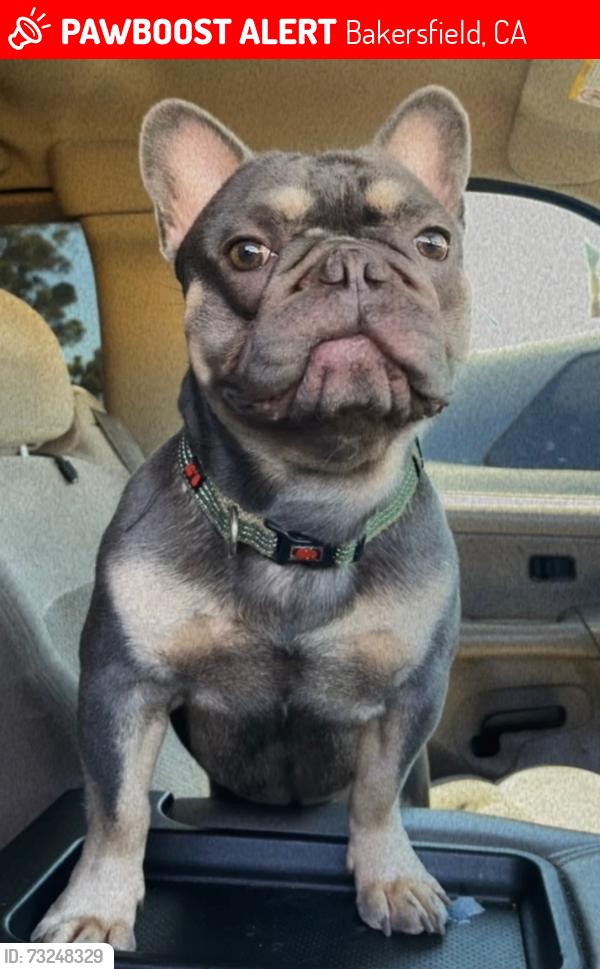 Lost Male Dog last seen Chester and tenth st, Bakersfield, CA 93304