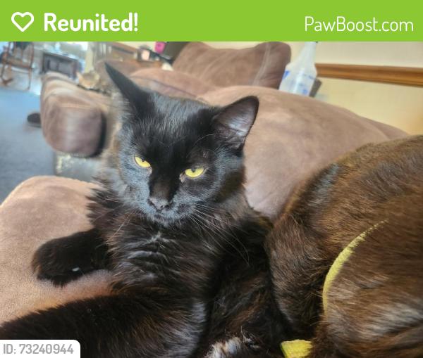 Reunited Male Cat last seen Travis ranch hoa, Forney, TX 75126