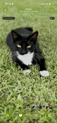 Lost Female Cat last seen King Street, Albion, NY 14411