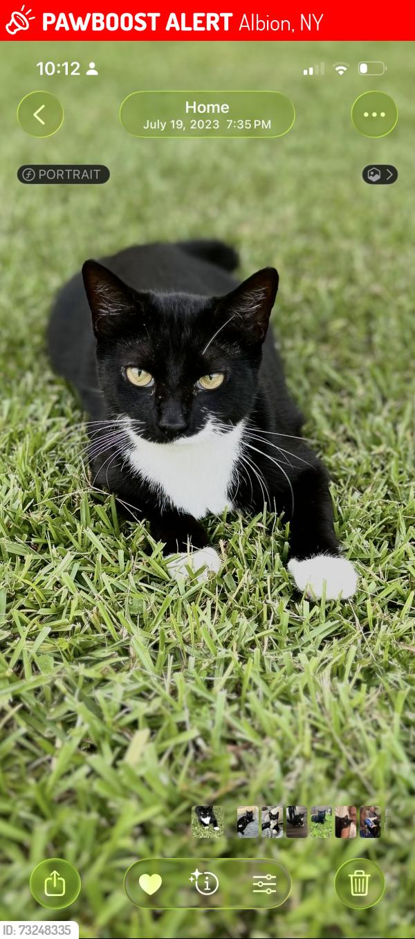 Lost Female Cat last seen King Street, Albion, NY 14411