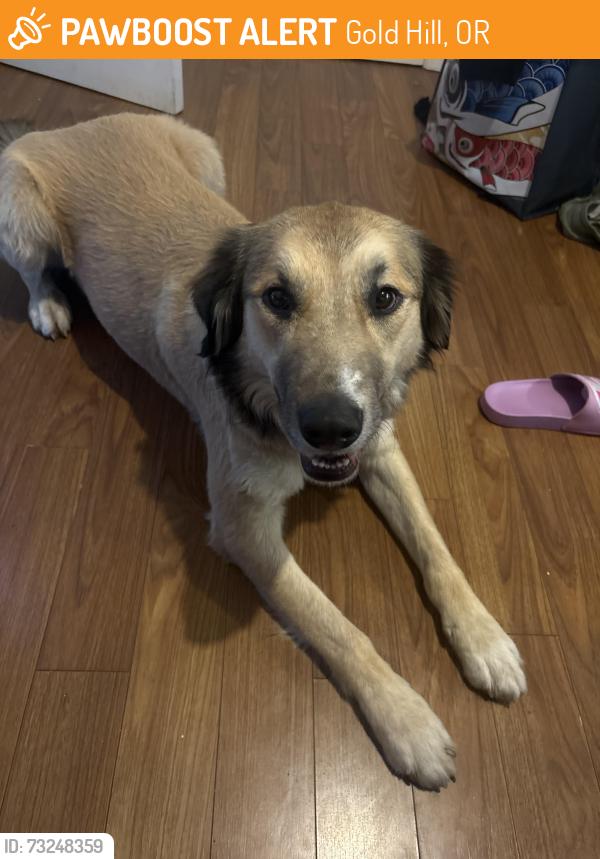 Found/Stray Male Dog last seen Near 2nd Ave by dollar general, Gold Hill, OR 97525