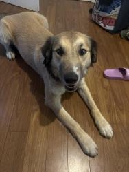 Found/Stray Male Dog last seen Near 2nd Ave by dollar general, Gold Hill, OR 97525