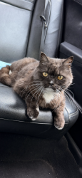 Lost Male Cat last seen 34th street between state Ave & Minnesota ave, Kansas City, KS 66102