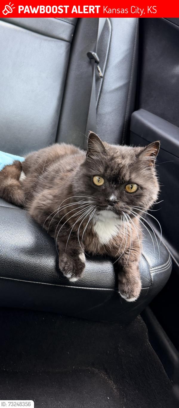 Lost Male Cat last seen 34th street between state Ave & Minnesota ave, Kansas City, KS 66102