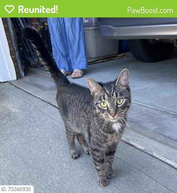 Reunited Unknown Cat last seen Barr Rd, Lexington, SC 29072