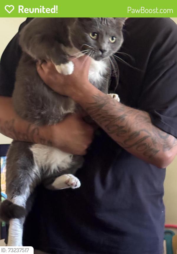 Reunited Male Cat last seen Indianapolis and Newland, Huntington Beach, CA 92646