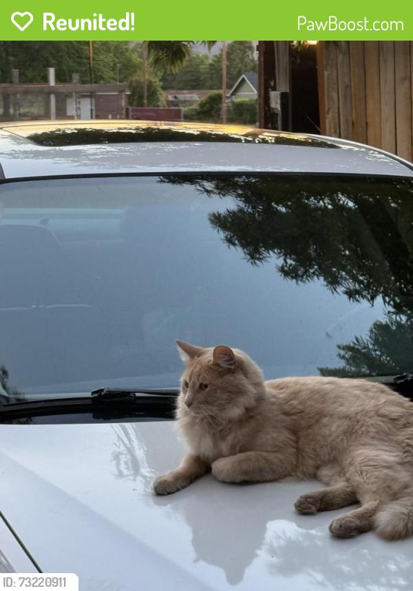 Reunited Male Cat last seen Clay st and East Main, Ashland, OR 97520