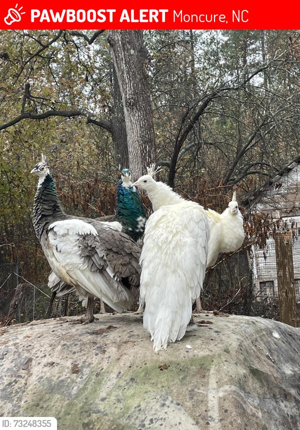 Lost Male Bird last seen Jordan dam rd, Moncure, NC 27559