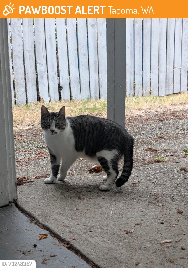 Found/Stray Unknown Cat last seen Near Jenny Reed Elementary, Tacoma, WA 98418