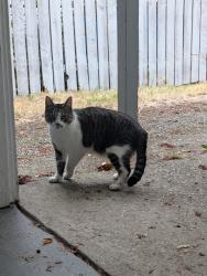 Found/Stray Unknown Cat last seen Near Jenny Reed Elementary, Tacoma, WA 98418