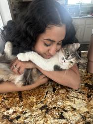Lost Female Cat last seen Bay Colony Dickinson, Dickinson, TX 77539