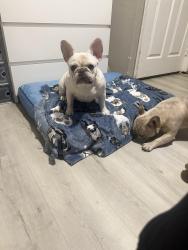 Reunited Female Dog last seen CEDAR ST, San Bernardino, CA 92404