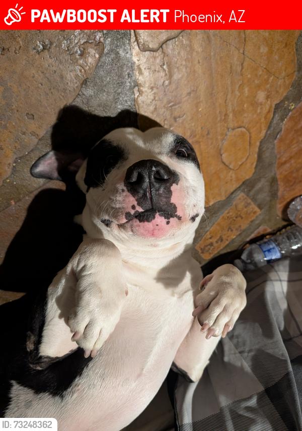 Lost Male Dog last seen 19th and and Hatcher, Phoenix, AZ 85021